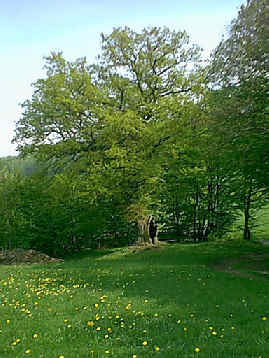 Die sogen. L&auml;useiche bei Z&uuml;ntersbach