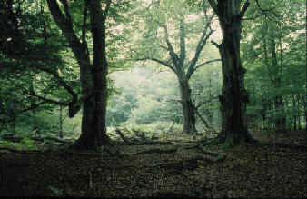 Lichtung im Saba-Urwald